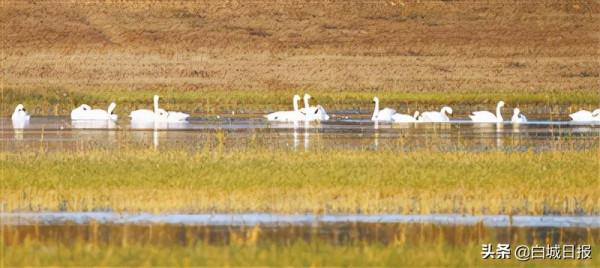 向海迎來大批南遷“貴賓”白天鵝