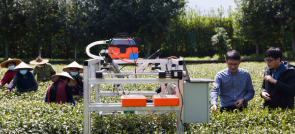 “採摘機器人”自動行走識嫩芽,浙江341畝茶園試推廣,智慧農業 “採摘機器人”自動行走識嫩芽,浙江341畝茶園試推廣,智慧農業