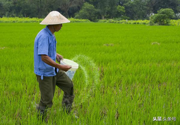 水稻的種植技術 水稻的種植技術