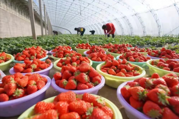 冬季水果價格漲多跌少：草莓價格高到不敢多吃，柿子價格迎來巔峰