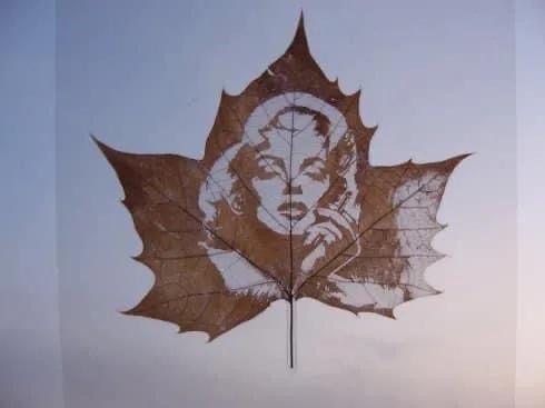 一葉知秋,一葉一世界 一葉知秋,一葉一世界