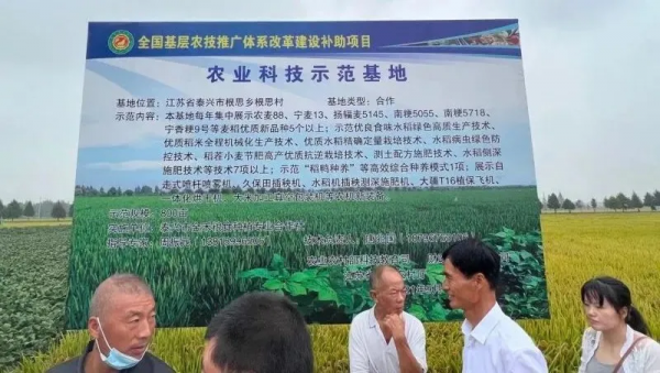 軟米稻品種寧香粳9號：早熟高產品質好，米飯口感軟，香味獨特