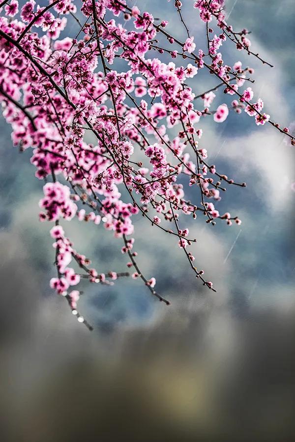 繼續科普：梅花之榆葉梅