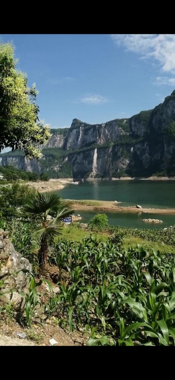 意外收穫野生大鯉魚，洗臉盆都裝不下