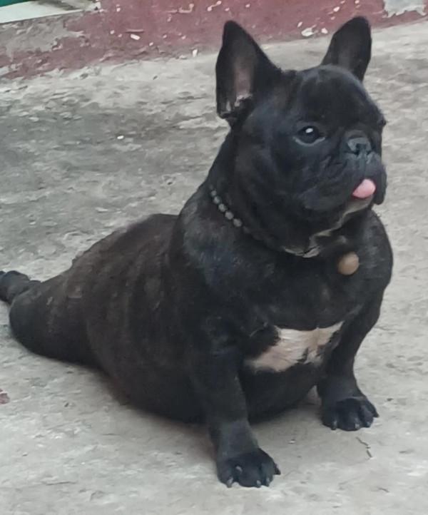 吐舌頭的小動物真可愛