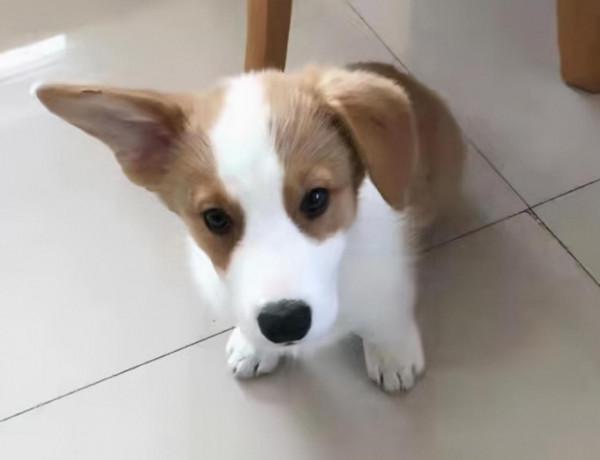 “蛋黃”的陽光生活 “蛋黃”的陽光生活