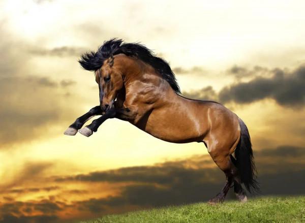 30多幅駿馬奔騰圖欣賞