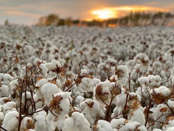 賺中國人錢還砸鍋！拜登簽署涉疆法案後，沃爾瑪率先下架新疆產品