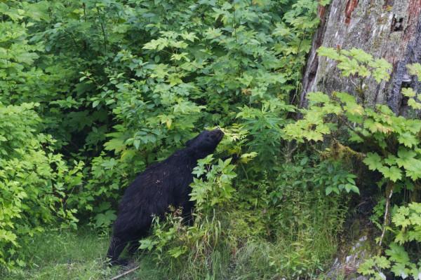 狼性：老獵人和狼的一段情感糾葛，危難時刻3頭狼用生命捍衛忠誠