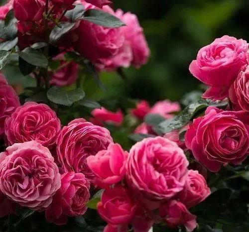 月季歡迎，花色靚麗，生機勃勃，主要刺少，不扎手