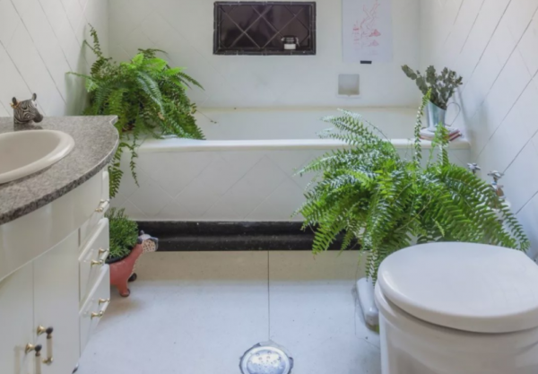 &ZeroWidthSpace;改善衛生間空氣質量，養花就養&OpenCurlyDoubleQuote;這4樣&rdquo;，養眼好活，實用價值高