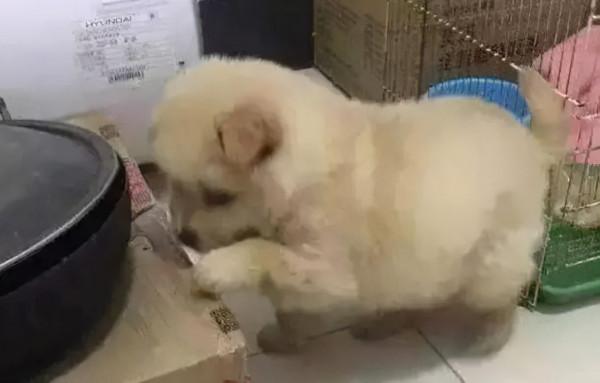 小奶狗半夜偷吃零食被抓住後，開始各種裝可憐，今年的影帝誕生了