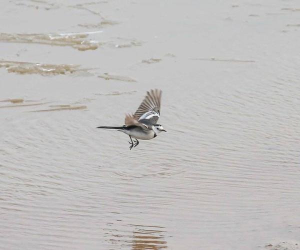 一種少見的鳥，在朋友圈很難看到它的身影—白鶺鴒