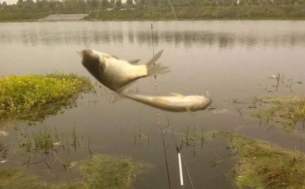 晚秋釣鯽魚，瞧瞧4個必勝技巧，雖簡單卻實用，讓你根本停不下來