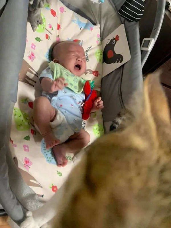 貓在嬰兒床睡覺，寶寶一哭，它立馬就跑開了，逃得真快