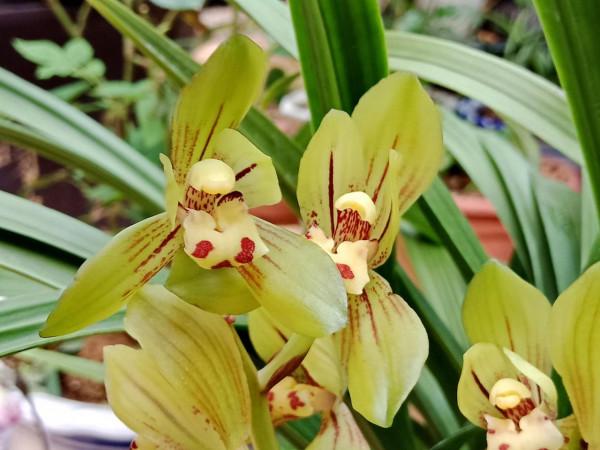 #陽臺小花園#又添新品種