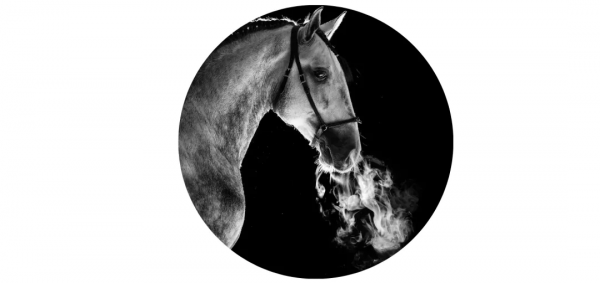 馬兒對你說“我愛你”的5種方式