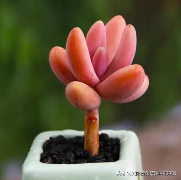 適合12月入手的8種多肉，冬天越曬越漂亮，養再多也不嫌夠