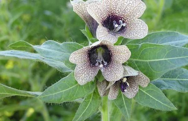 100種有毒的花和果，生活中很常見，出門要小心，避免受傷害