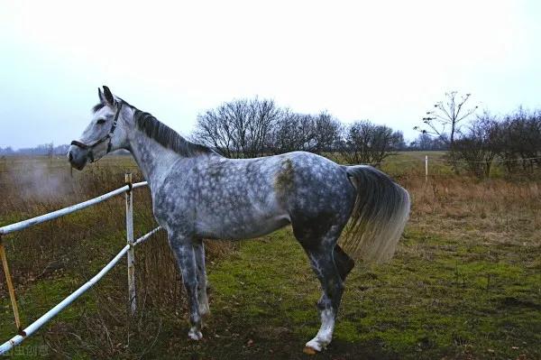 都21世紀了，為什麼馬還不能取代驢？驢到底有什麼特殊之處？