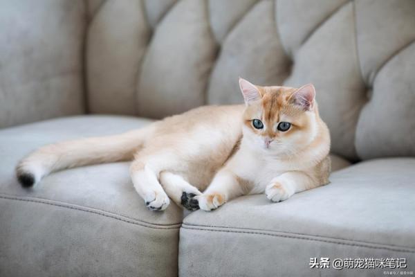 養貓的20條好處，可以幫助鏟屎官治癒，也可以改變性格