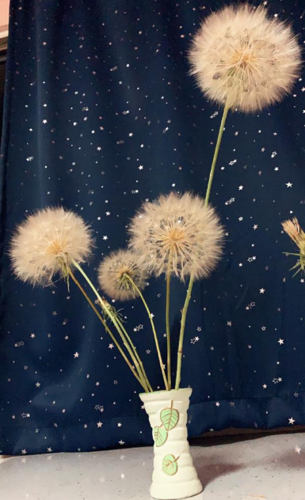 路邊的蒲公英，比拳頭還大，太可愛了