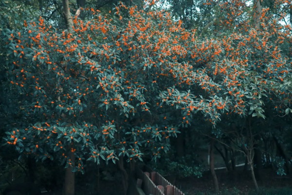 你以為是西湖,並不是真正的西湖 你以為是西湖,並不是真正的西湖