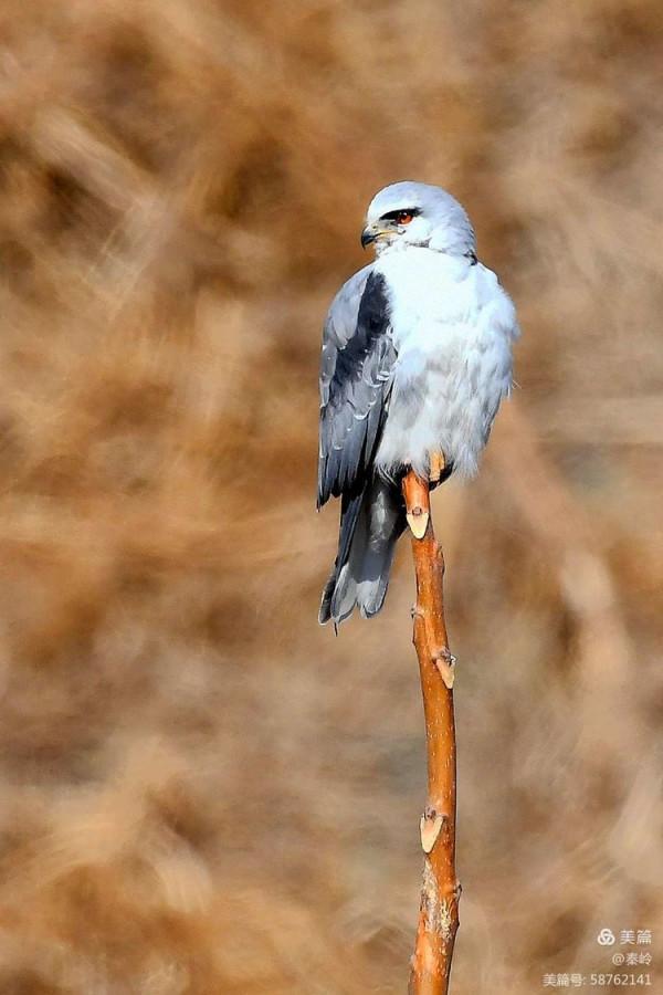 俊美空中小霸主“黑翅鳶”