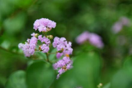 西湖邊遇見夏紫薇 西湖邊遇見夏紫薇