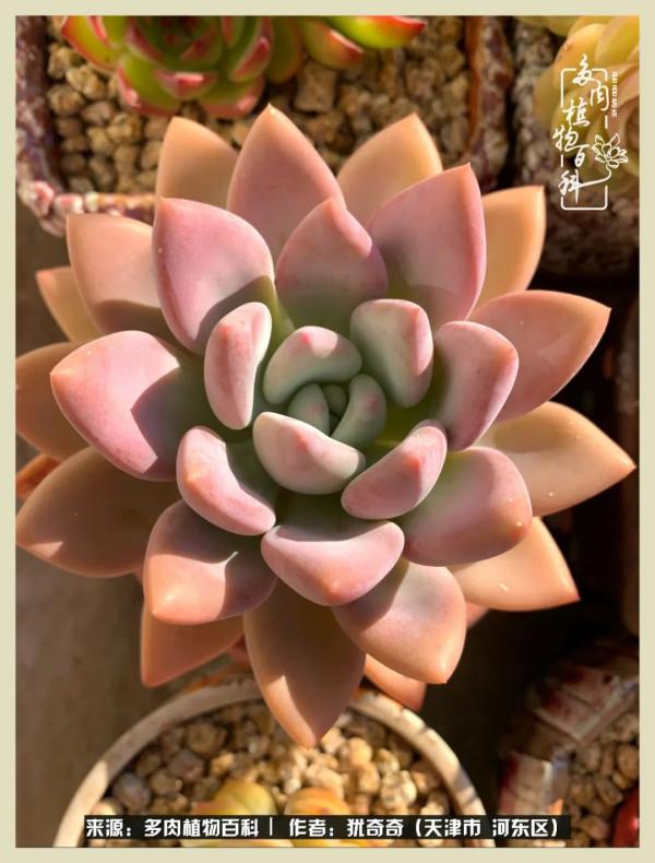 養多肉,累並快樂著!美好的事物,需要與大家分享 養多肉,累並快樂著!美好的事物,需要與大家分享