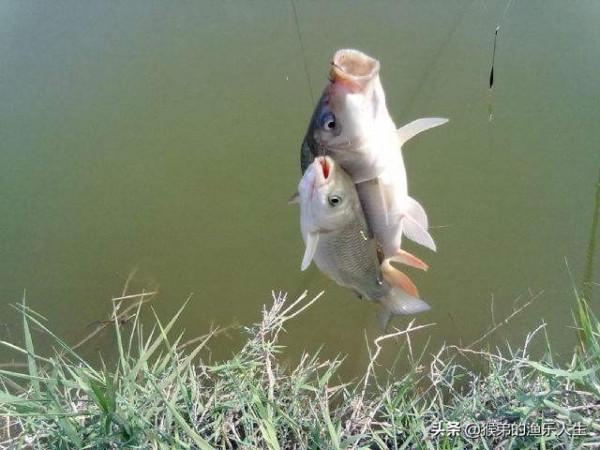 最煩人的四種小雜魚，武力值爆表，是釣魚人最大的敵人