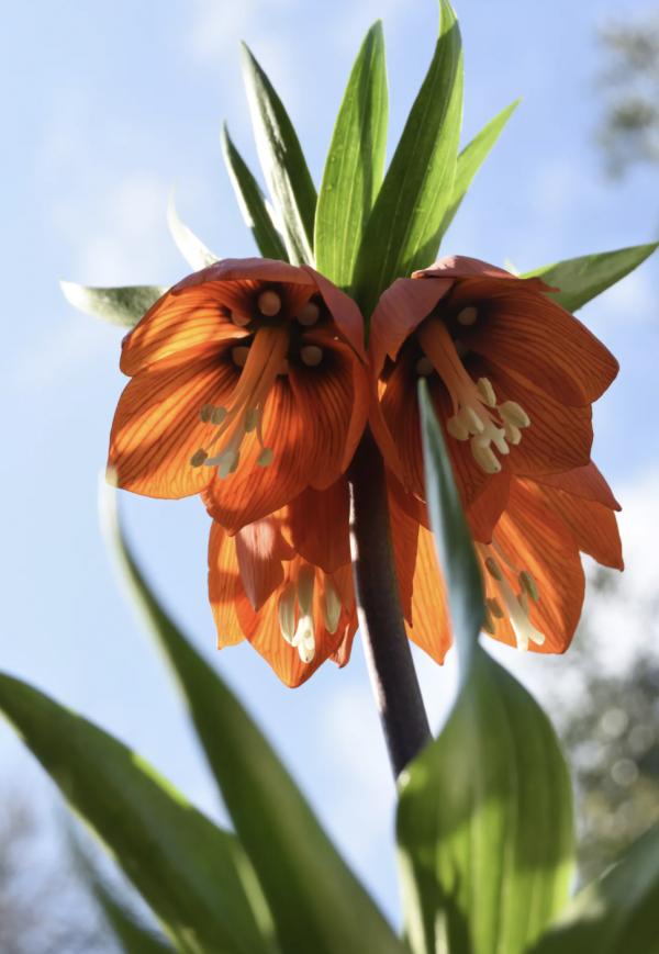 20種充滿活力的橙黃色花卉,來為你的生活注入快樂吧 20種充滿活力的橙黃色花卉,來為你的生活注入快樂吧