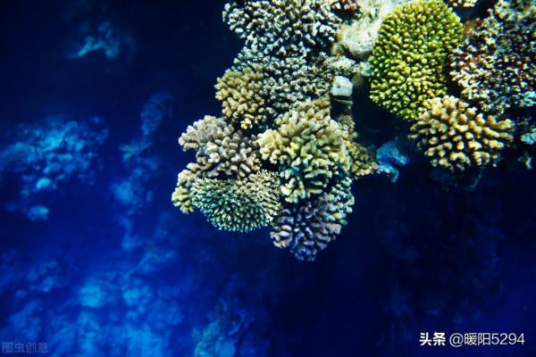 美麗的海底，難得一見的珊瑚王國