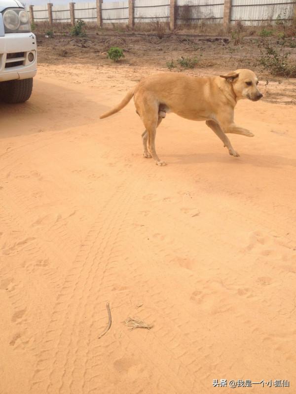 中國公司為什麼在安哥拉養狗？是為了吃肉還是看家護院？