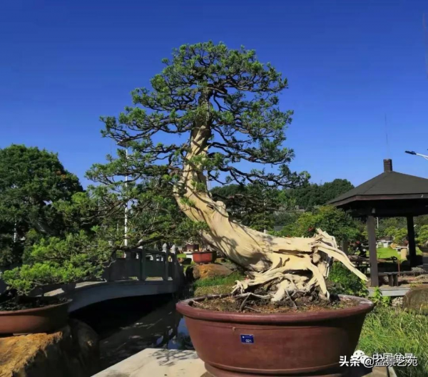 老樹閒看百鳥歸——訪著名盆景藝術家曹志振先生