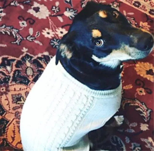 戲精狗子裝病騙取主人關心，寵物界如果有奧斯卡，它一定能獲獎