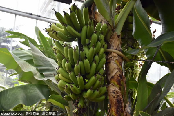 冬天不想宅在家?北京這些地方,依然綠意蔥蘢! 冬天不想宅在家?北京這些地方,依然綠意蔥蘢!