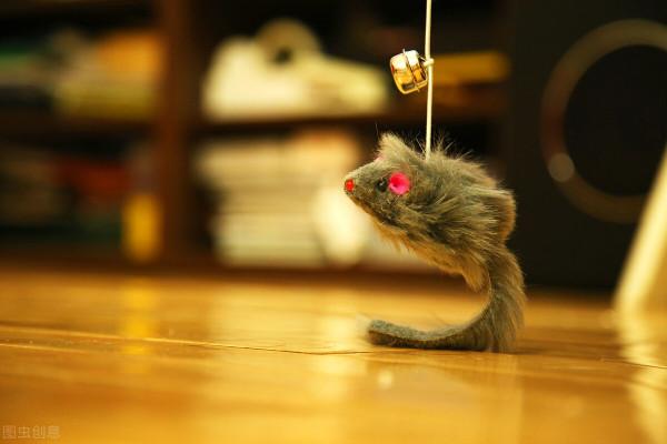 貓咪舔人代表什麼意思？