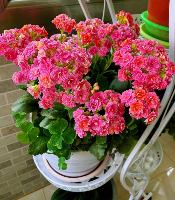 適合新手養的2種盆栽，挺拔秀麗花色美，容易養活很優良