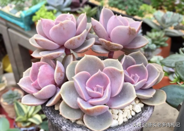 不應被遺忘的多肉紫珍珠，好養易上色，養成老樁後顏色紫紅超好看