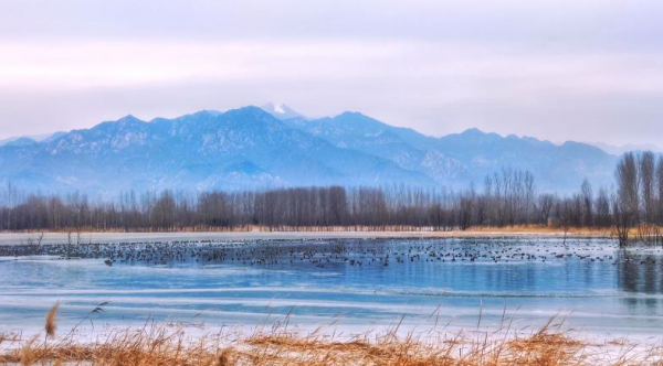 三九不覺寒，暖陽野鴨伴！海陀山下千隻野鴨“做客”媯水河