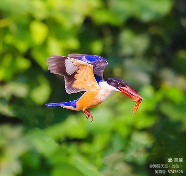 自然界中最美的鳥兒之一藍翡翠