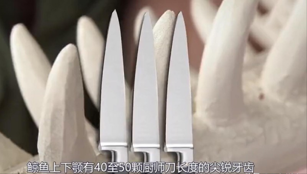 在鯨魚腹中是一種什麼感覺?一個手無寸鐵的人,還有機會逃生嗎? 在鯨魚腹中是一種什麼感覺?一個手無寸鐵的人,還有機會逃生嗎?