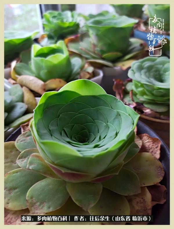 北方有多肉,絕世而獨立!一顧傾人城,再顧傾人國 北方有多肉,絕世而獨立!一顧傾人城,再顧傾人國