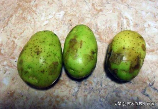 土豆表皮變綠後真的帶毒素嗎?人吃了有害嗎?土豆怎樣吃最安全? 土豆表皮變綠後真的帶毒素嗎?人吃了有害嗎?土豆怎樣吃最安全?