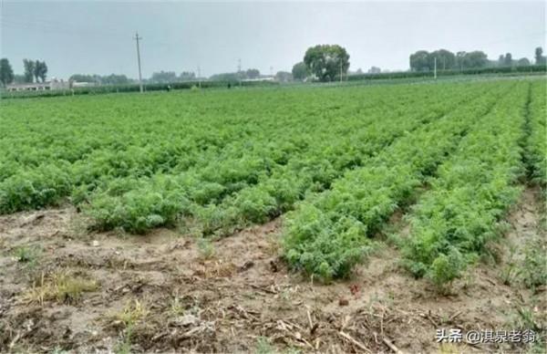 秋季種好胡蘿蔔的幾點做法 秋季種好胡蘿蔔的幾點做法