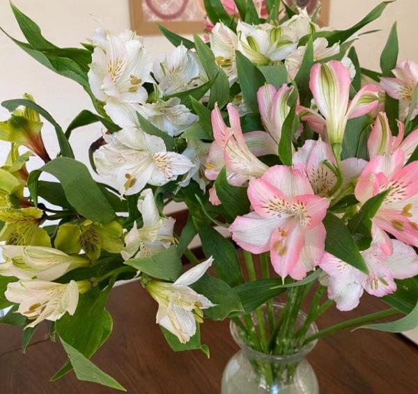 5種漂亮“仙女花”，個個都是顏值擔當，看到都想養