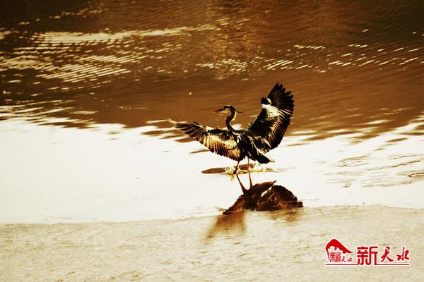 美麗天水湖 鷺影弄清波