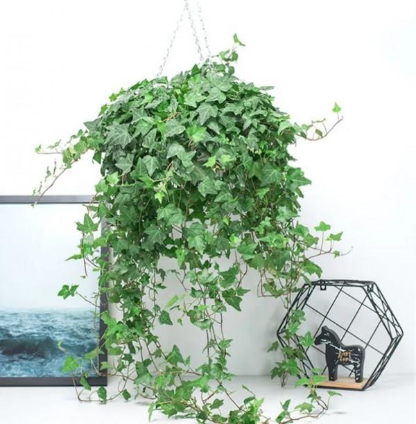 出趟門幾天，家裡的綠植都凍死了！重新安排幾種低溫型綠植