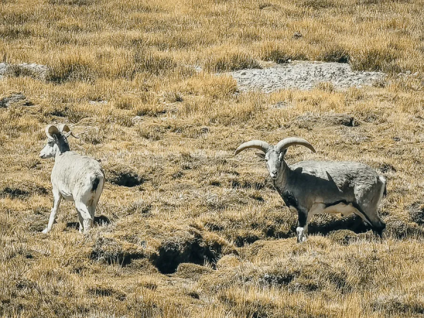 兩個人，一輛車，阿里北線無人區穿越